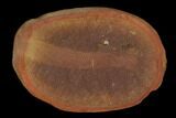 Fossil Arrow Worm (Paucijaculum) Pos/Neg- Illinois #120871-2
